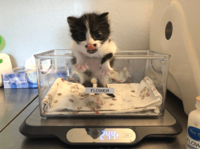 How Much Should a 4-Month-Old Kitten Weigh? Growth Chart and Care Tips